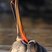 Brown Pelican